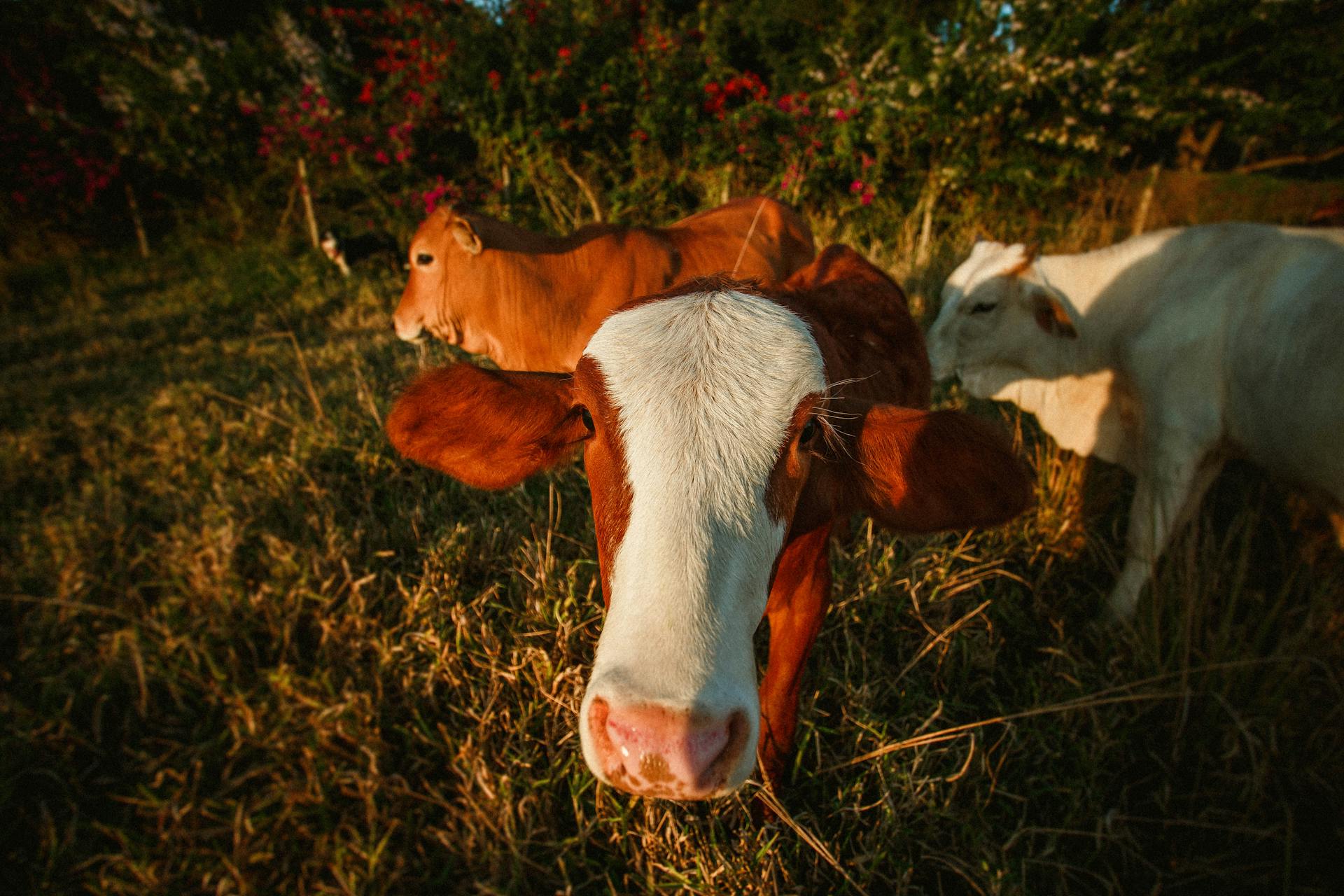 Muzzle of adult cow with white brown smooth fur and big ears looking at camera on green pasture in evening