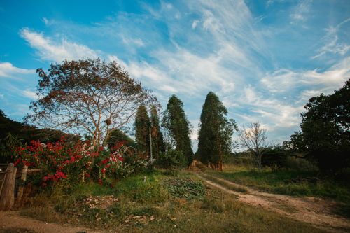 Free A picturesque rural path flanked by tall trees and vibrant flowers under a vivid blue sky. Stock Photo