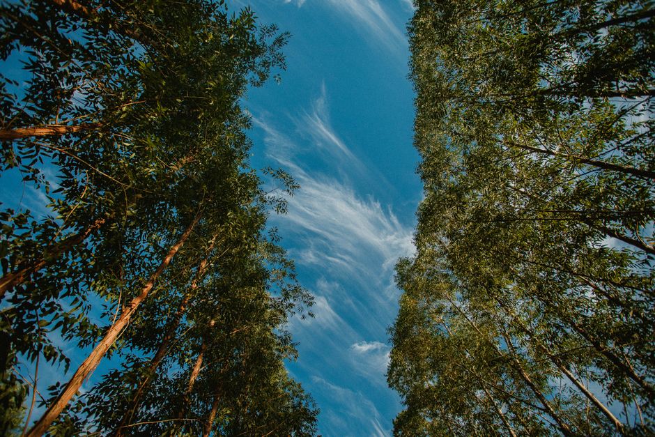Well-maintained tree canopy showing proper air circulation and light penetration