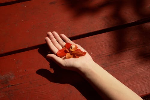 パルム, ハンド, 秋の無料の写真素材