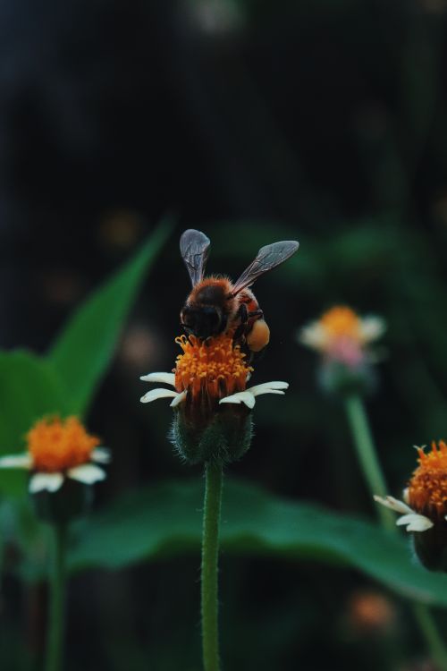 Free Close-up of a bee pollinating an orange flower in a natural setting, showcasing vibrant colors. Stock Photo