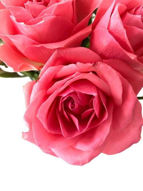 Gratis lagerfoto af blomst, blomster, lyserøde roser