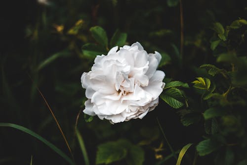 Blooming delicate flower in green garden