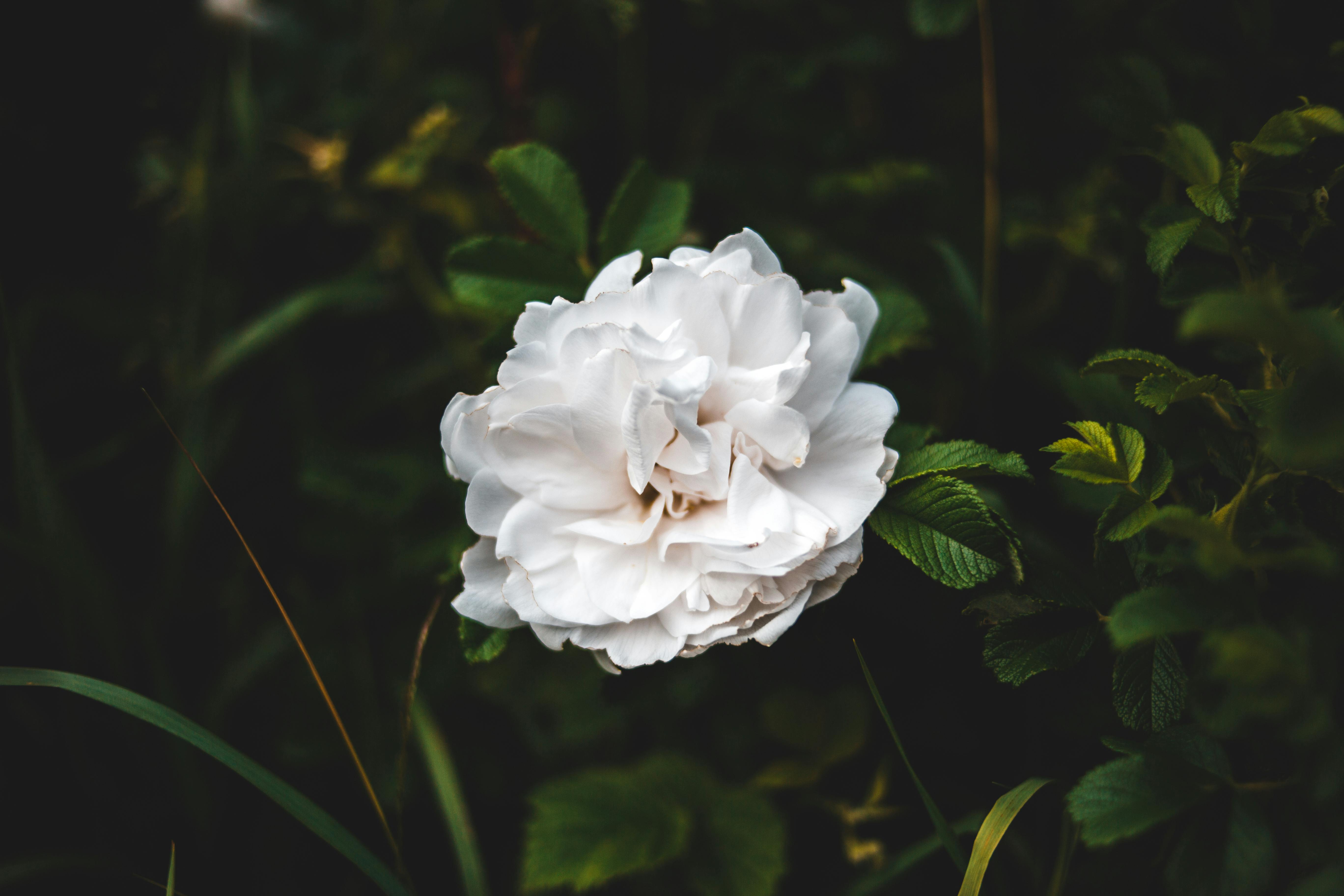 Blooming gentle white wildflowers in rural field · Free Stock Photo