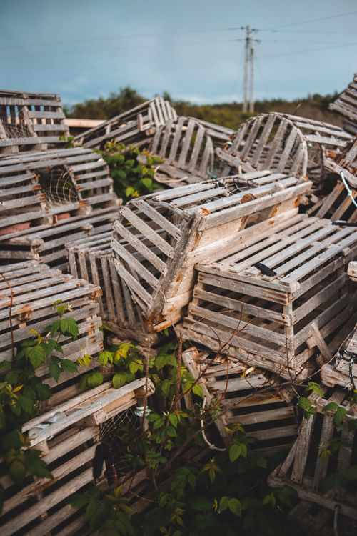 Free Abandoned wooden box in junk heap on green plants in countryside in daytime Stock Photo