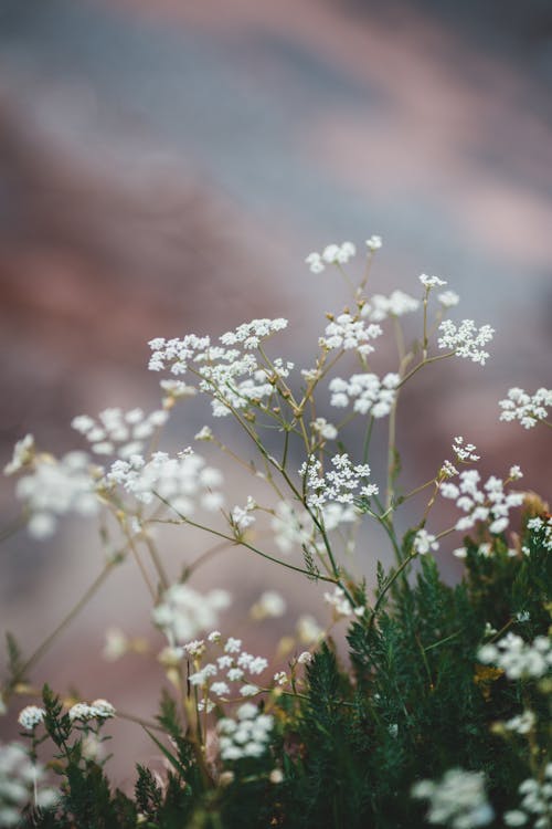 Blooming flowers in green spring field