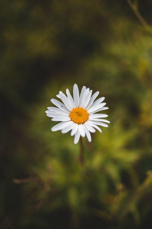 Free From above of bright blossoming flower with gentle petals growing on grass lawn in countryside Stock Photo