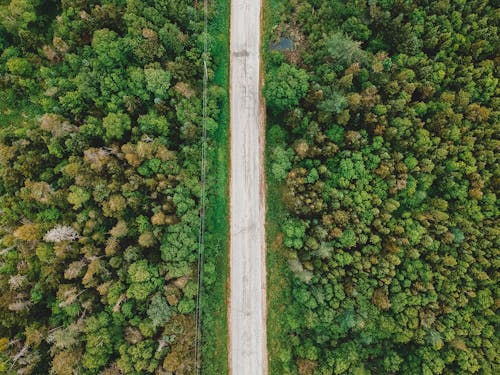 Aerial view of shabby narrow roadway between bright greenery tree tops in forests in daytime