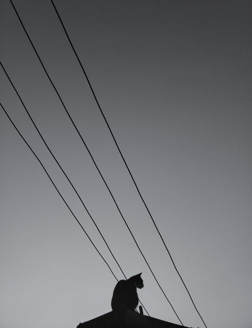Free A cat's silhouette sits on a roof, framed by overhead wires, against a gray twilight sky. Stock Photo