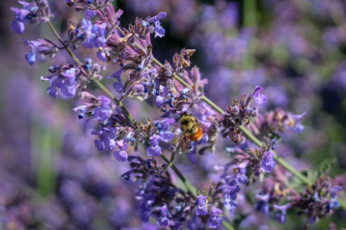 grátis Foto profissional grátis de abelha, fechar-se, flora Foto profissional