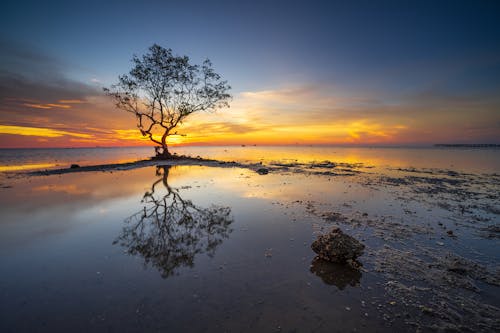 Безкоштовне стокове фото на тему «вода, єдине дерево, Захід сонця»