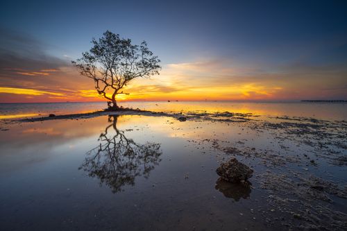 Free Captivating sunset over Makassar with a solitary tree reflected in still water, creating a serene atmosphere. Stock Photo