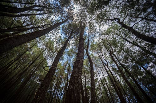 Ingyenes stockfotó alacsony szögű felvétel, erdő, fák témában