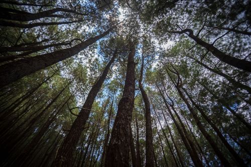 Free Captivating low-angle view of tall pine trees in a lush forest in Makassar, Indonesia. Stock Photo