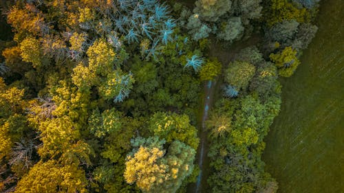 A Drone Shot of Green and Yellow Trees at the Forest