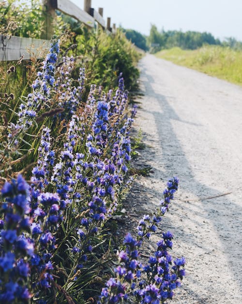 Foto stok gratis alam, Estonia, getaran musim panas