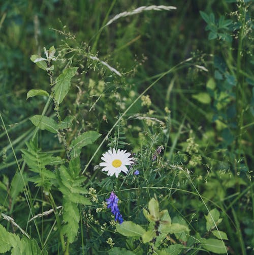Foto stok gratis alam, bunga musim panas, Estonia
