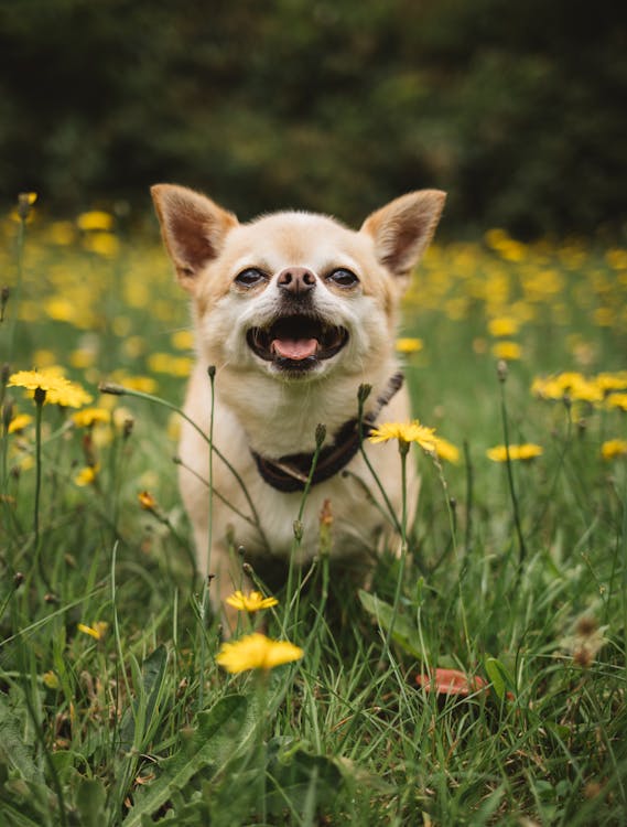 chihuahua running on a flower field