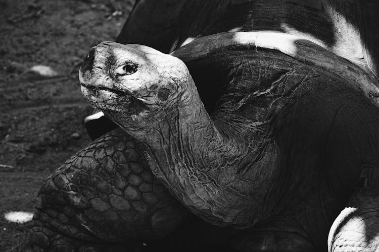 Black And White Photograph Of A Tortoise