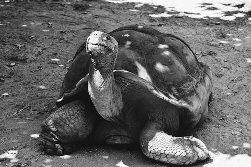 Free Grayscale Photo of a Tortoise on the Sand Stock Photo