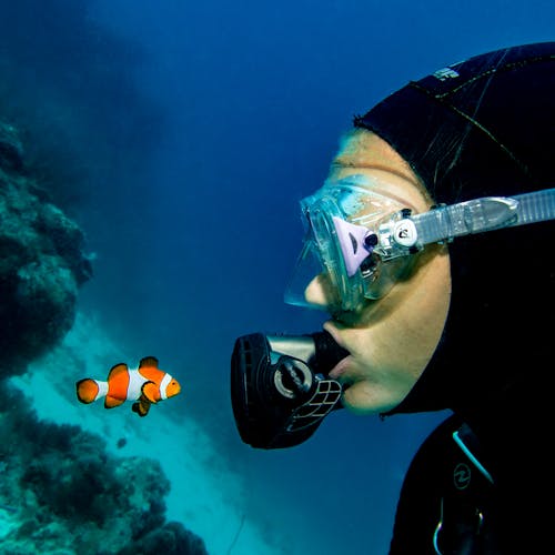 Imagine de stoc gratuită din a închide, animal, clownfish