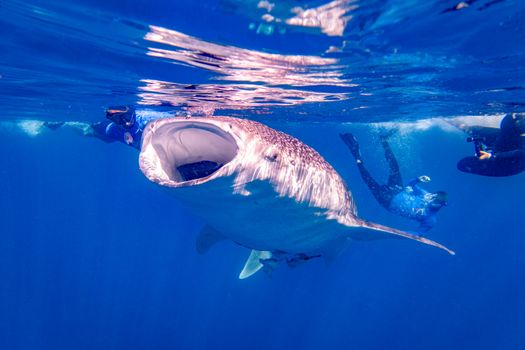 whale photo