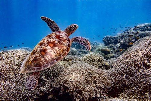 Photograph of a Turtle with a Brown Shell Underwater