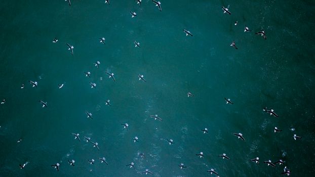 Stunning aerial shot of a flock of birds soaring over the deep blue ocean, capturing nature's beauty.