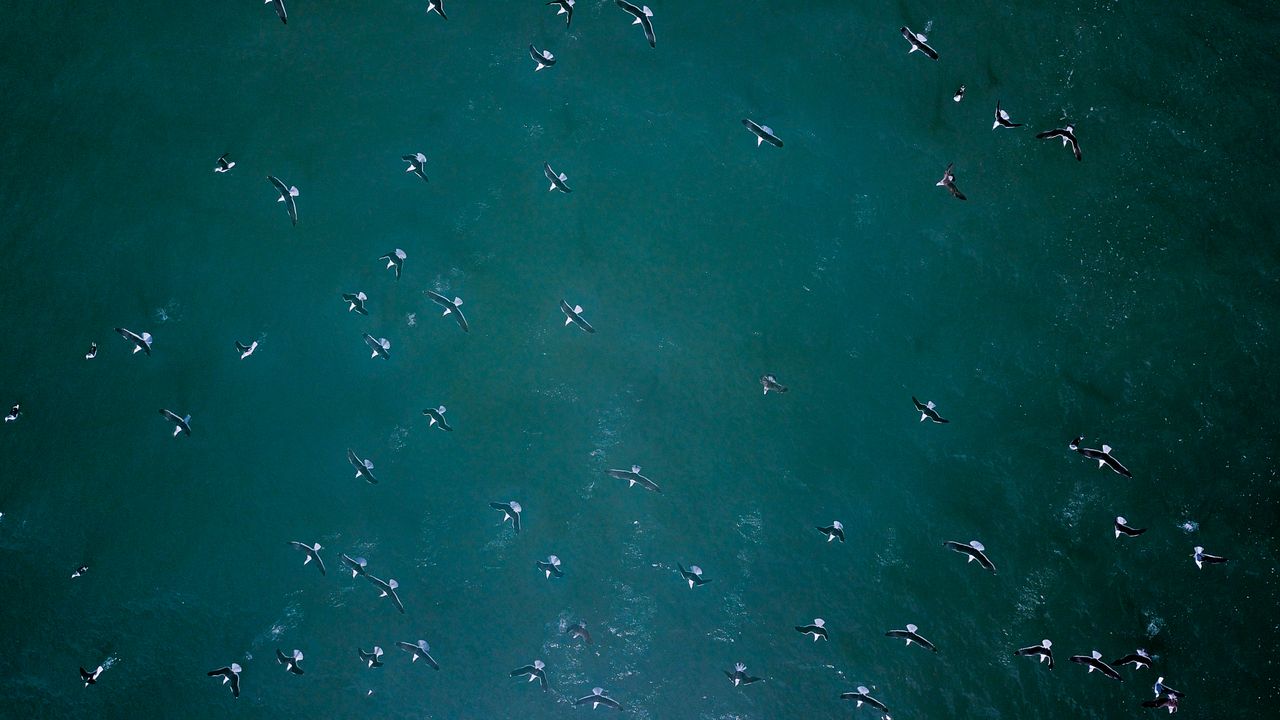stunning aerial shot of a flock of birds soaring over the deep blue oc