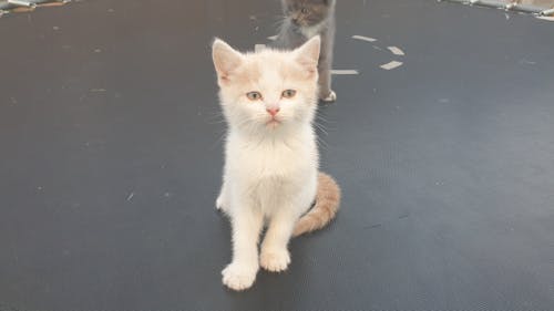 Free stock photo of persian cat kitten