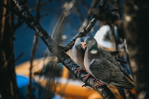 Close-Up Photo of Birds Perched on a Tree Branch