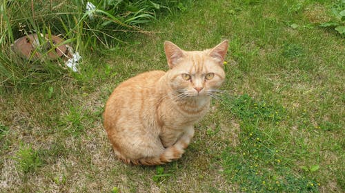 Free stock photo of persian breed pet cat