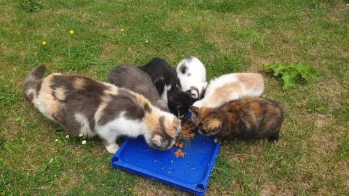 Free stock photo of kitten eating food, persian breed pet cat