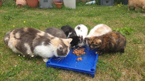 Kostnadsfri bild av kattunge som äter mat, persisk ras husdjurskatt