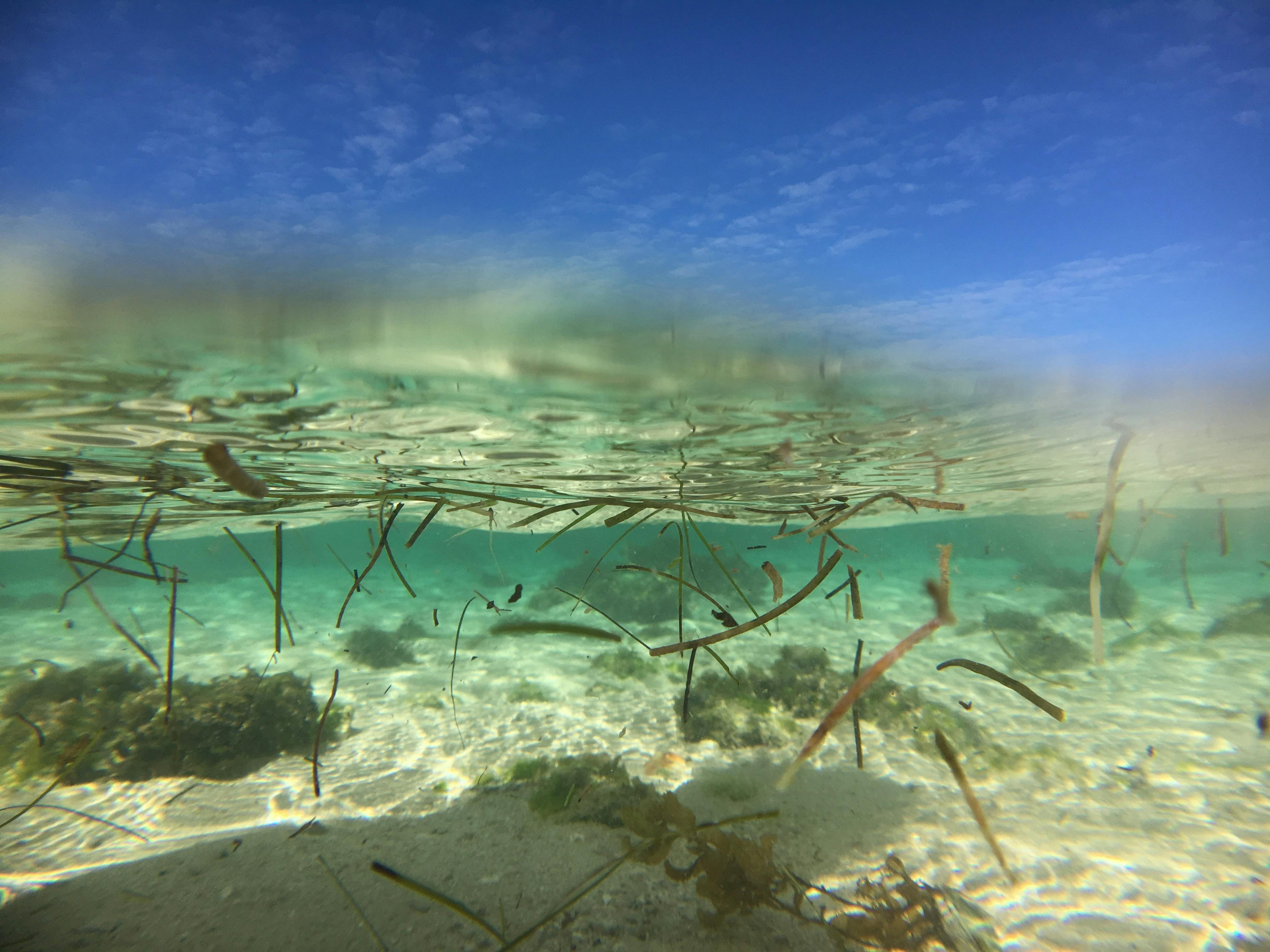 Free stock photo of clear, crystal, ocean