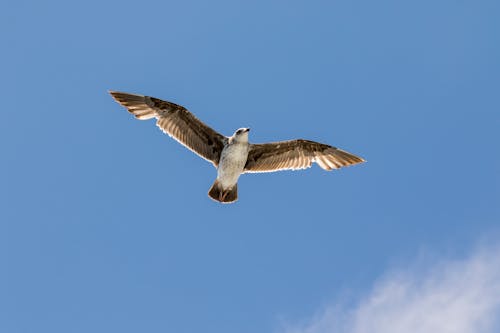 Free Gull Flying under Blue Sky Stock Photo