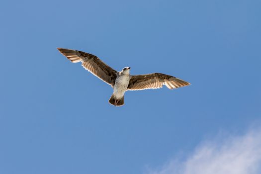 Gull Flying under Blue Sky