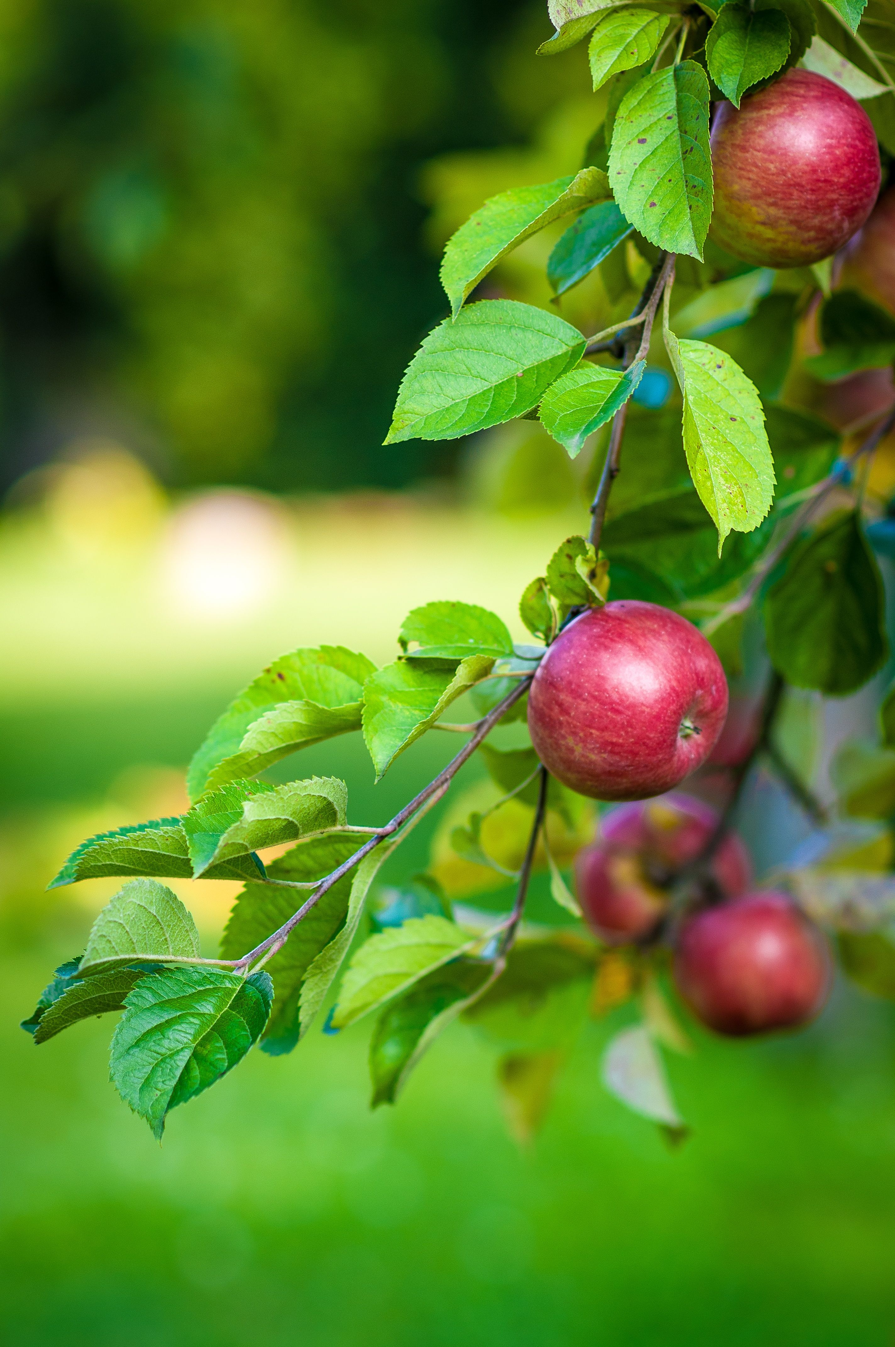 60 Apple Fruit Wallpapers Download At Wallpaperbro