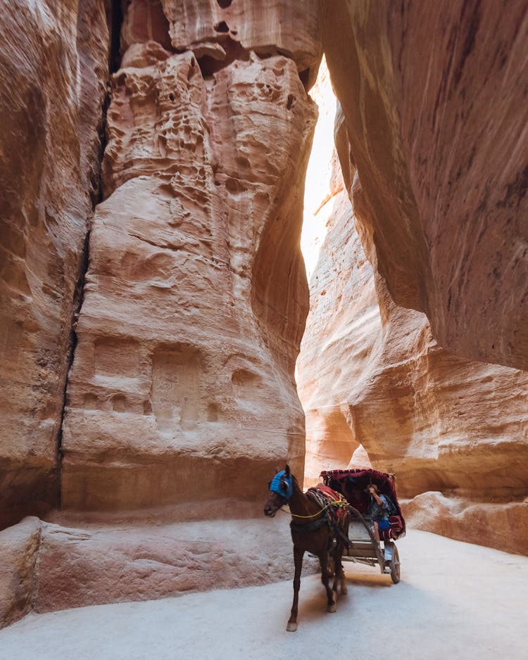 Horse With Chase In Canyon