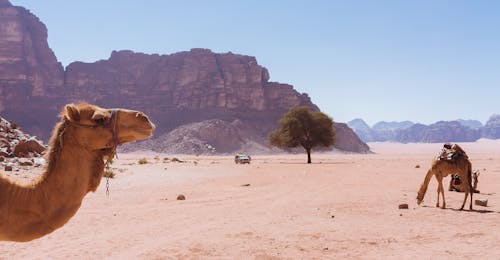 Photograph of a Desert with Camels and a Tree