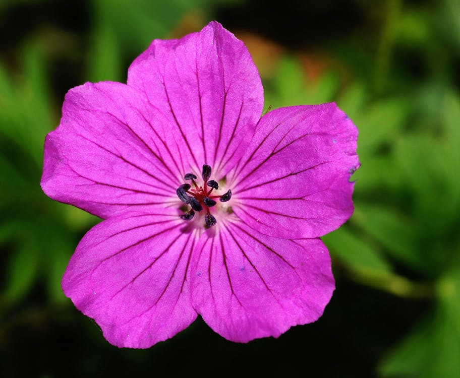 Free Purple Flower in Close-up Photography Stock Photo
