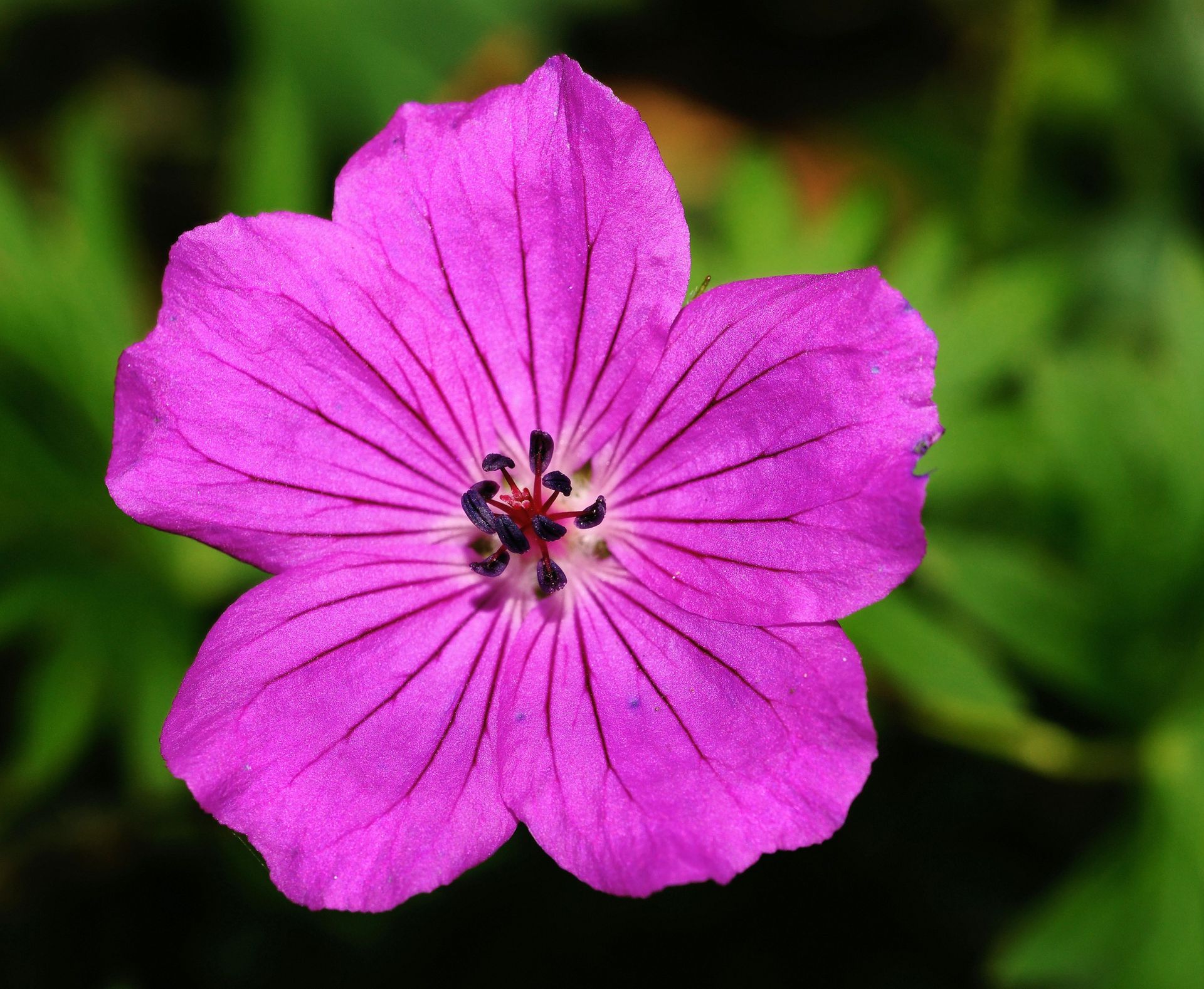 Macro photograph of a vivid purple geranium flower in full bloom during summer.