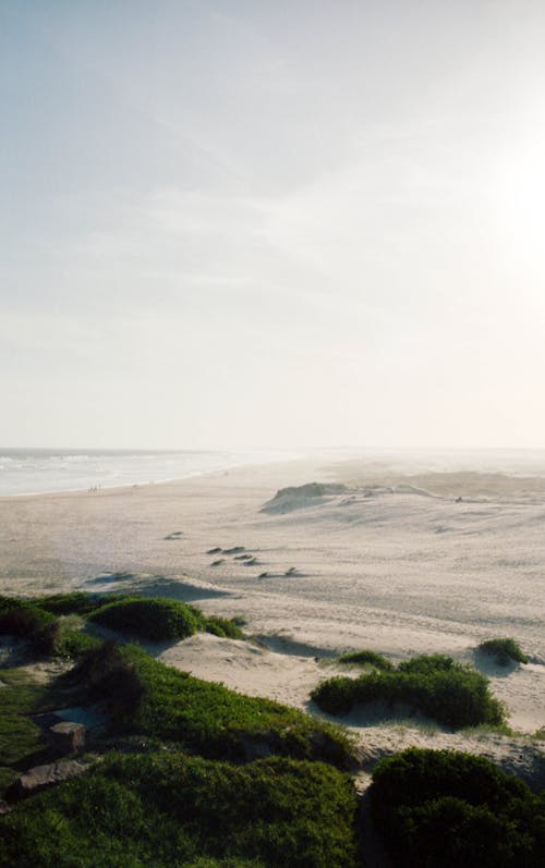 Green Grass on the Sand Near a Beach