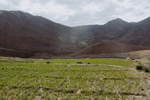 Immagine gratuita di campo d'erba, erba verde, esterno