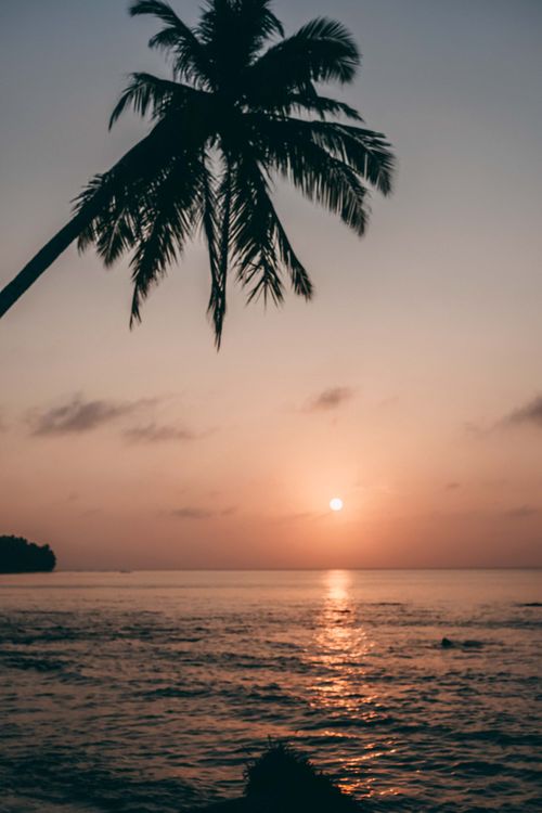 Free Stunning tropical sunset with a palm tree silhouette over the sea in West Sumatra. Stock Photo