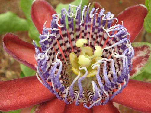 Základová fotografie zdarma na téma červená, detail, flor