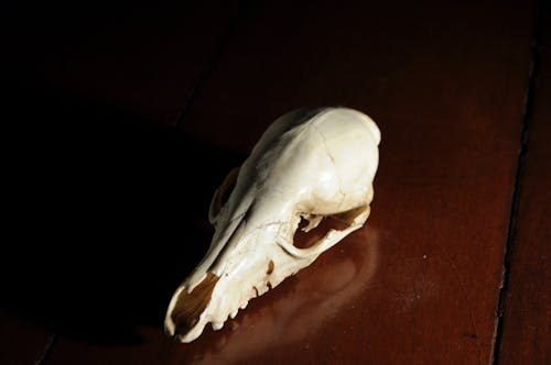 Základová fotografie zdarma na téma gotický, lebka, morte