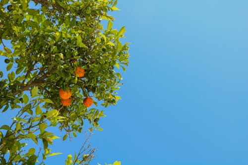 Free stock photo of blue, blue sky, fruit