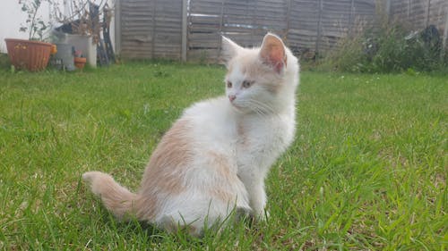 Free stock photo of cat kitten baby