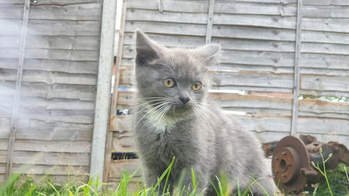 Free stock photo of cat kitten baby